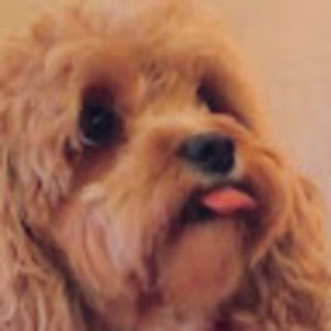 Meet your Posher, Cole